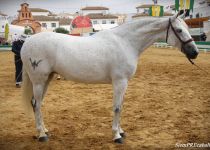 W PELUSA XXIX, DE EL PRINCIPADO ESPANA, ORO EN YEGUAS DE 5 Y 6 A